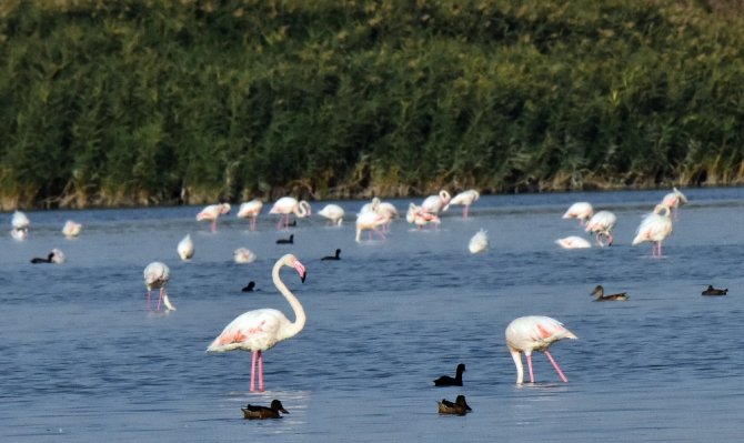 Van Gölü Binlerce Flamingoya Ev Sahipliği Yapıyor