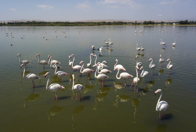 Van Gölü Binlerce Flamingoya Ev Sahipliği Yapıyor