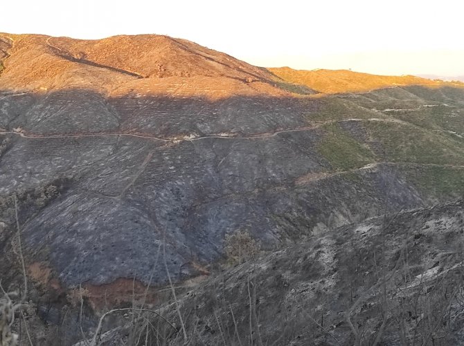 Hatay’daki Orman Yangını Sonrası Üzücü Görüntüler