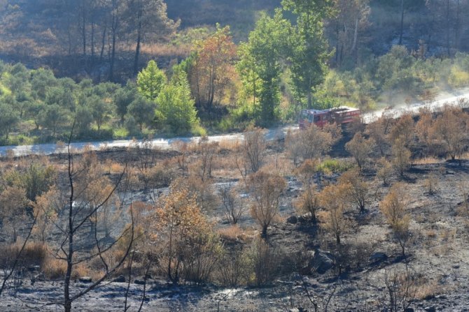 Hatay’daki Orman Yangını Sonrası Üzücü Görüntüler