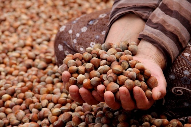 Türkiye Son 10 Sezonda Fındıktan Yaklaşık 20 Milyar Dolar Döviz Sağladı