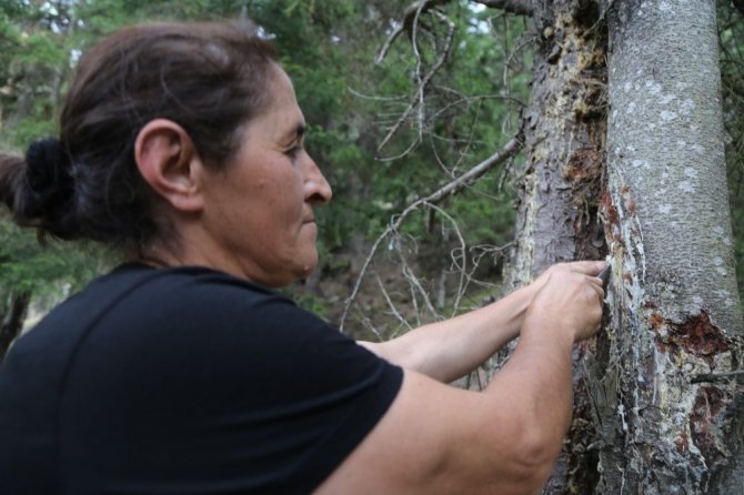 Çam Sakızı Çoban Armağanıydı Şimdi Çeyrek Altınla Yarışıyor