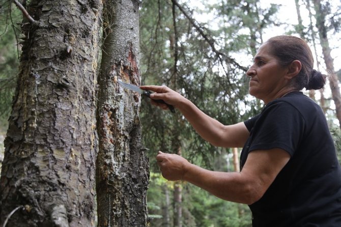 Çam Sakızı Çoban Armağanıydı Şimdi Çeyrek Altınla Yarışıyor