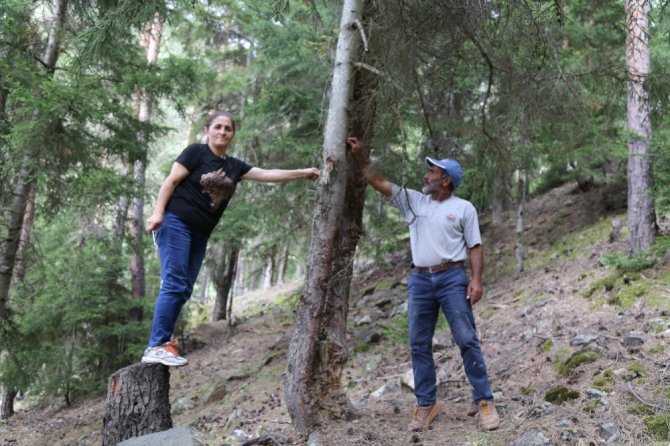 Çam Sakızı Çoban Armağanıydı Şimdi Çeyrek Altınla Yarışıyor