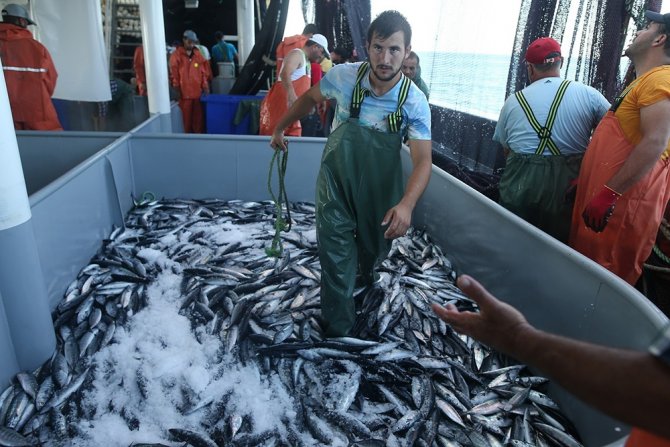 Karadeniz’de Palamut Bereketi
