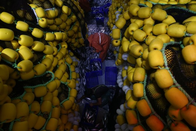 Karadeniz’de Palamut Bereketi