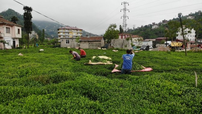 Pandemi Nedeniyle Gürcü Çay İşçileri Rize Gelemeyince ’Yevmiyecilik’ Bir Sektör Haline Geldi