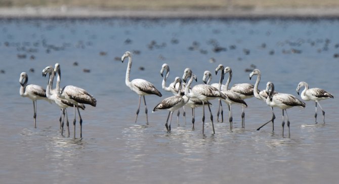 Flamingolar Arin Gölü’nü Renklendiriyor