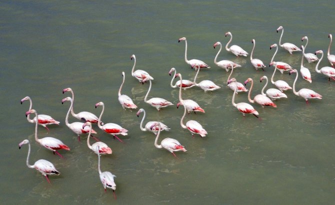 Flamingolar Arin Gölü’nü Renklendiriyor