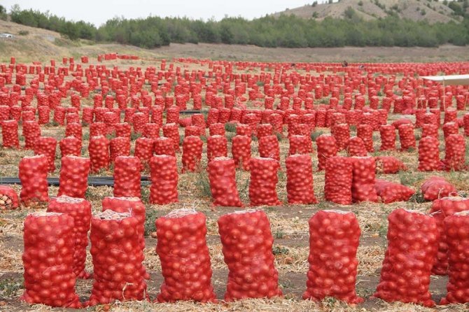 Soğan Tarlada 80 Kuruş, Tezgahta 1,5 Lira