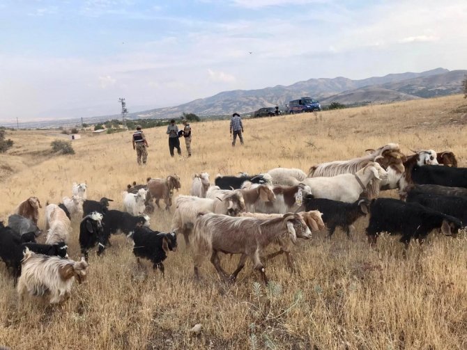 Elazığ’da Firar Eden Hayvanlar, 7 Kilometre Uzakta Drone İle Bulundu