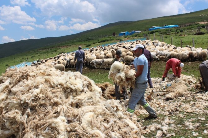 Yaylacılık Kültürünü Araştırıyorlar