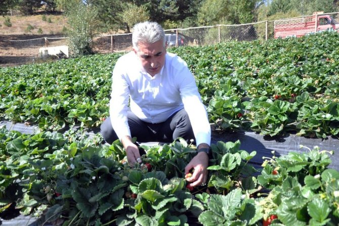 Gümüşhaneli Üretici Çilek’ten 3 Milyon Lira Kazandı