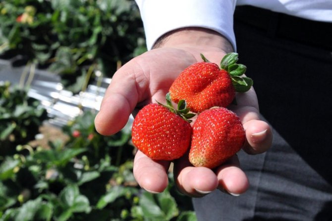 Gümüşhaneli Üretici Çilek’ten 3 Milyon Lira Kazandı