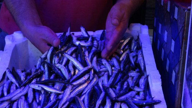 Trabzon’da Hamsi Tezgâhtaki Yerini Aldı