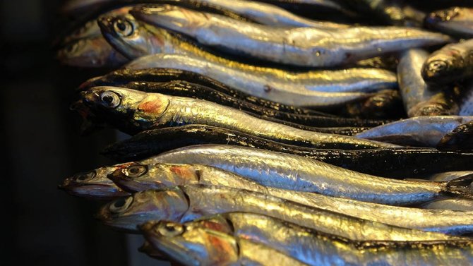 Hamsinin Fiyatı Dudak Uçuklatan Cinsten