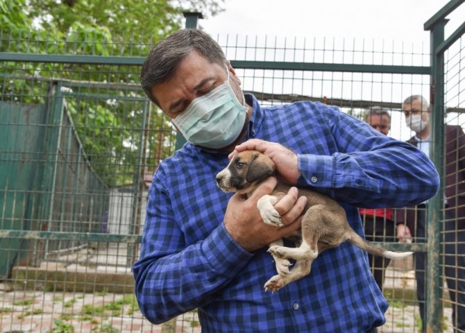 Giresun Belediyesi Hayvan Barınağı, Sokak Hayvanlarına Güvenli Bir Barınak Oluyor