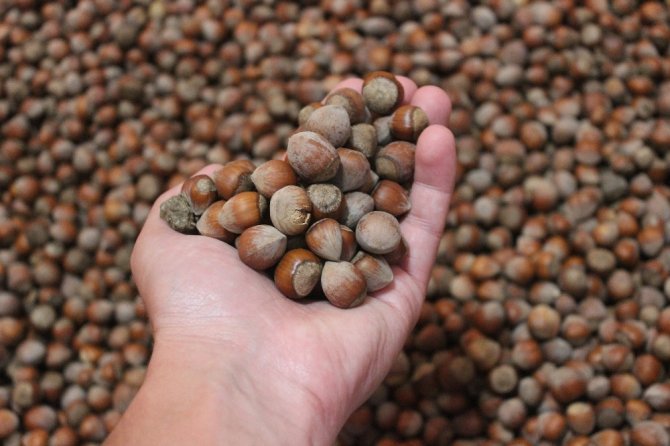 Fındık Yeni Haftaya 25 Lira 50 Kuruş Fiyat İle Başladı