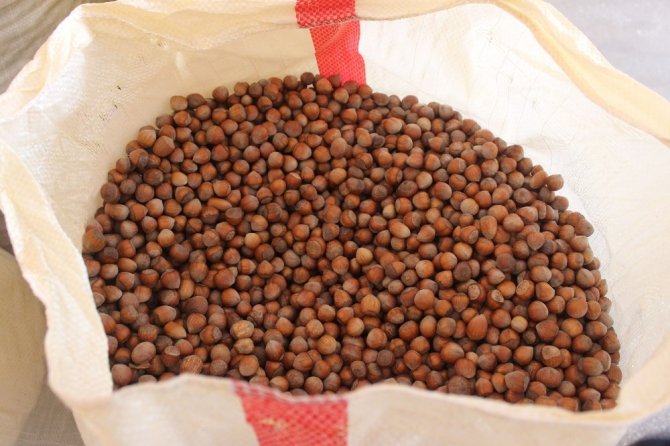 Fındık Yeni Haftaya 25 Lira 50 Kuruş Fiyat İle Başladı