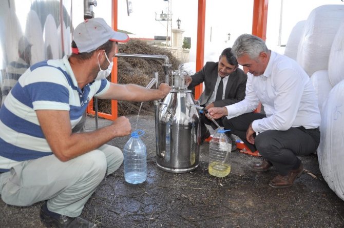 Lavanta Gümüşhane’de Üreticinin Gelir Kapısı Oldu