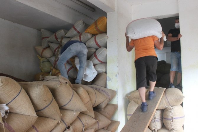 Giresun’dan Eylül Ayı İçerisinde 33 Bin 471 Ton Fındık İhraç Edildi