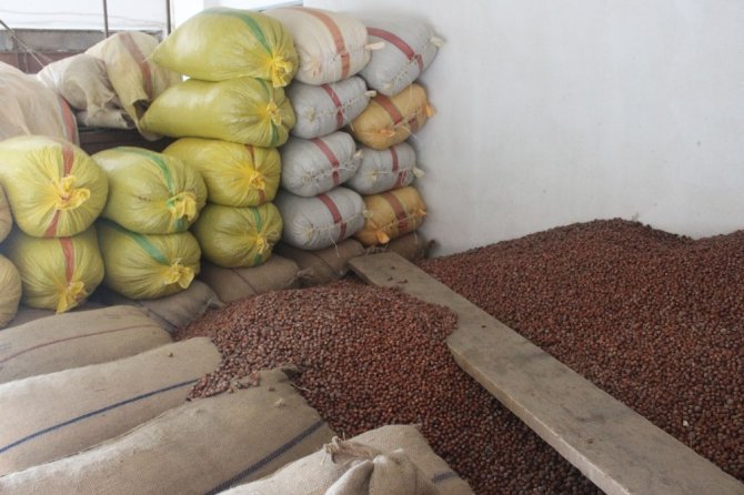 Giresun’dan Eylül Ayı İçerisinde 33 Bin 471 Ton Fındık İhraç Edildi