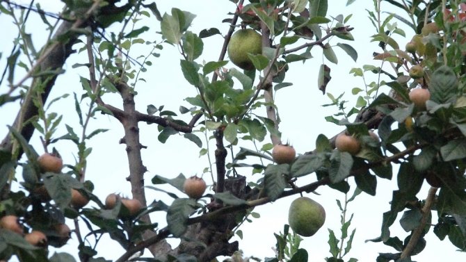 Ayva Ağacında Ayvadan Başka Her Meyve Var