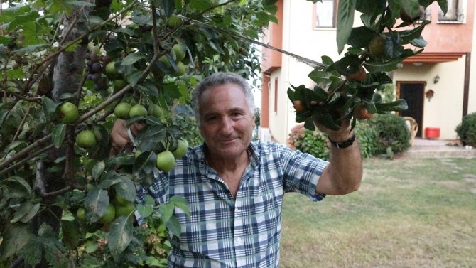 Ayva Ağacında Ayvadan Başka Her Meyve Var