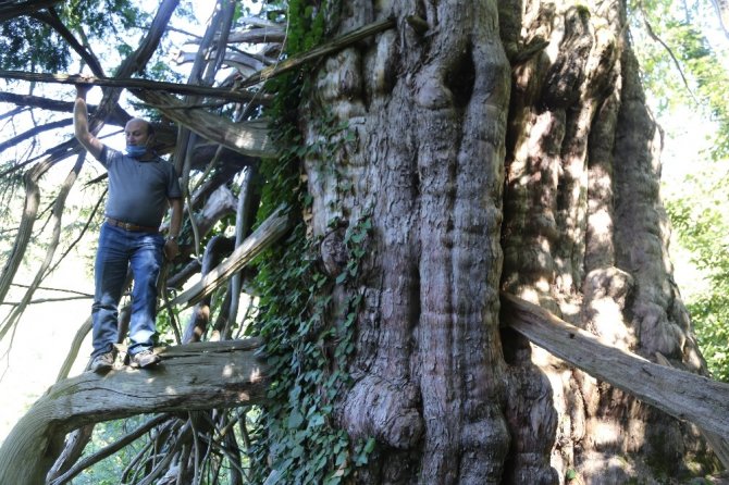 Türkiye’nin En Geniş Çaplı Porsuk Ağacı Artvin’de Tescillendi