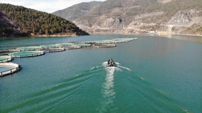 Borçka Barajı’nda Üretilen Türk Somonları Dünyaya İhraç Ediliyor
