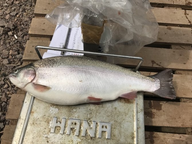 Borçka Barajı’nda Üretilen Türk Somonları Dünyaya İhraç Ediliyor