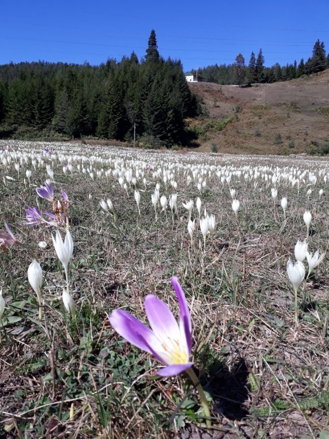 Bu Çiçekler Yaylalardan ’Vargit’ Diyor