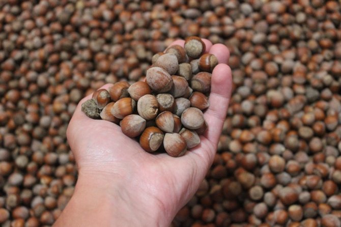 Türkiye Son 11 Yılda Fındıktan 21 Milyar Dolar Gelir Elde Etti