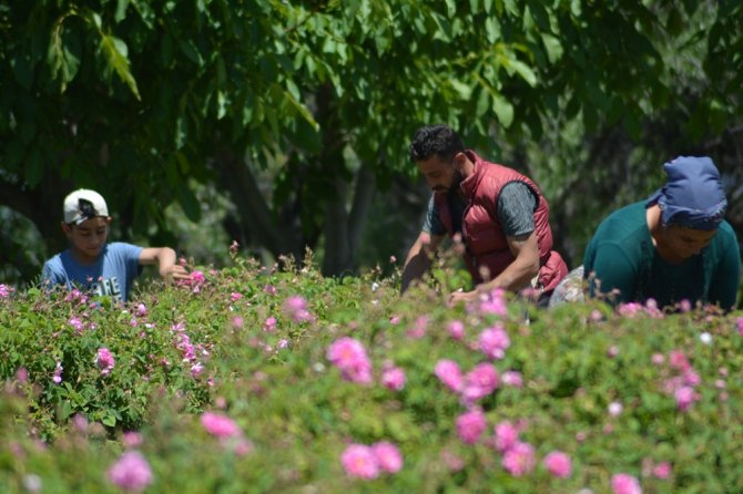 Isparta’da Gül Çiçeği Taban Fiyatı Açıklandı