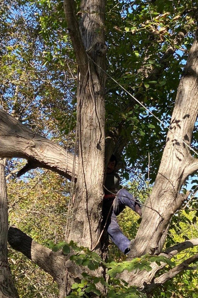 Kestiği Ceviz Ağacı Az Kalsın Canına Mal Oluyordu