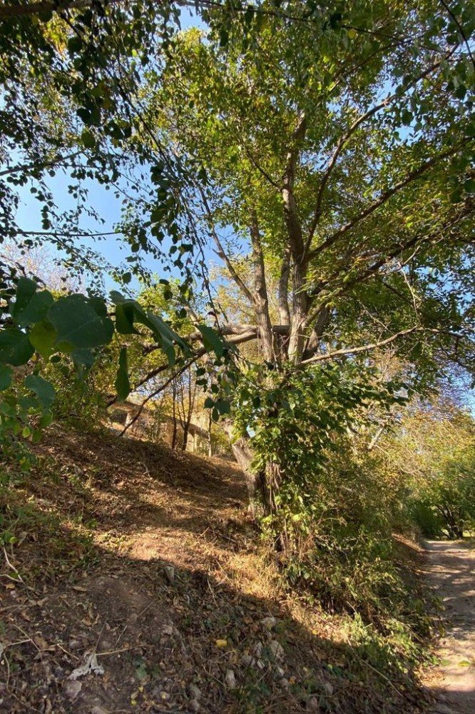 Kestiği Ceviz Ağacı Az Kalsın Canına Mal Oluyordu