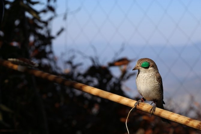 Sezonun Son Atmaca Avı 2 Bin 200 Rakımlı Genya Dağında Yapıldı