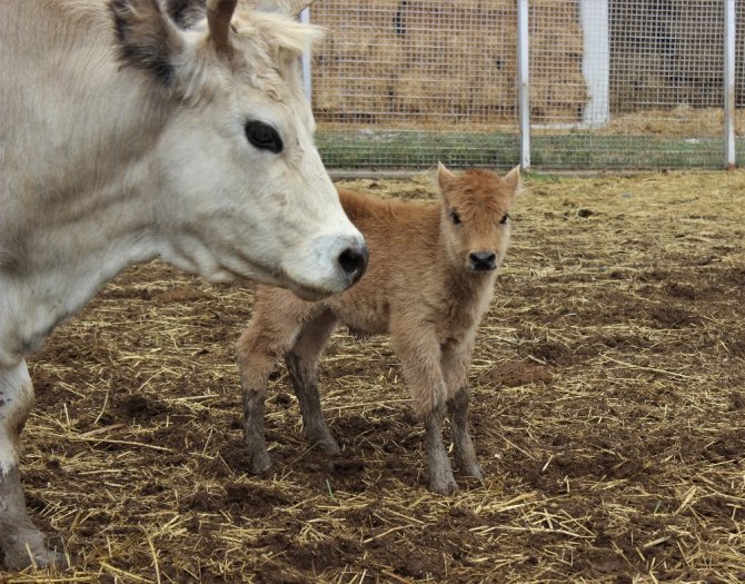 Klon Sığır Ailesi Sürü Oldu: Yeni Dünyaya Gelen Yavru İlgi Odağı
