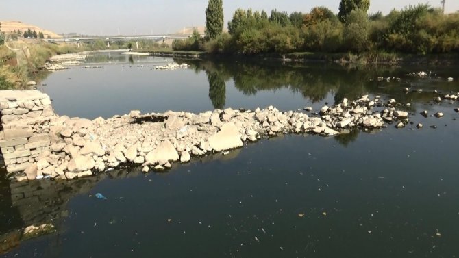 Dicle Nehri’nde Tehlikeli Görüntü, Telef Olan Balıklar Kıyıya Vurdu