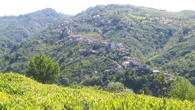 Eynesil’de Bir Mahalle Karantinaya Alındı