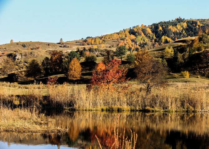 Posof Rengarenk