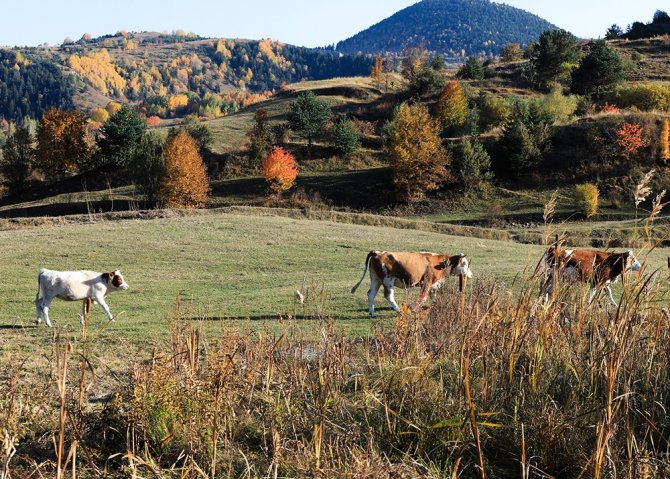 Posof Rengarenk