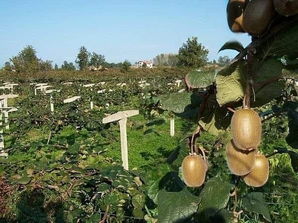 Kivi Üreticilerine Hasat Uyarısı