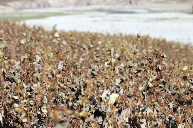 Torul Baraj Gölü’ndeki Kuraklık Dikkat Çekiyor