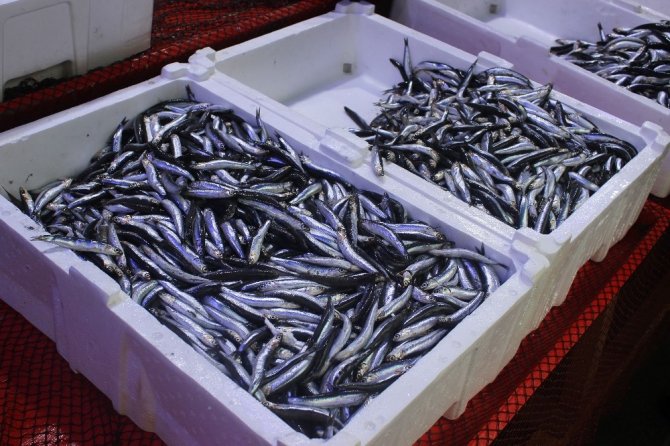 Giresun’da Yerli Hamsi Tezgahlarda Yerini 20 Tl’den Aldı