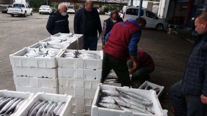 Büyük Tekneler Hamsi İçin Hopa Açıklarına Gidince Palamut Kıyı Balıkçılarına Kaldı