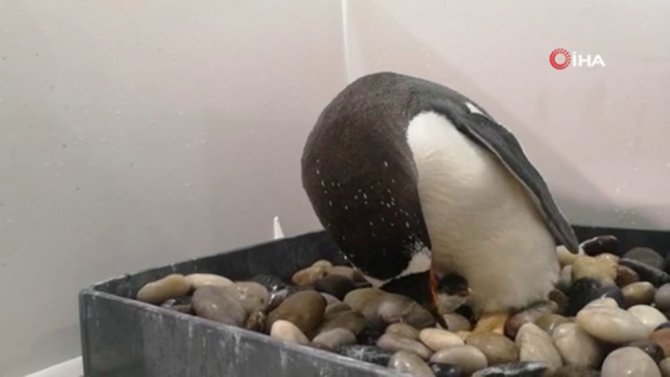 Çin’de Çember Sakallı Penguen’in Yumurtadan Çıktığı An İlgiyle İzlendi