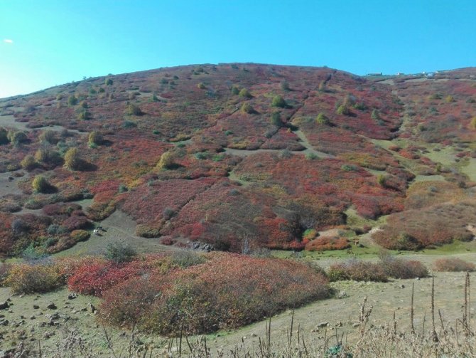 Ordu’nun Yaylalarından Kartpostallık Görüntüler