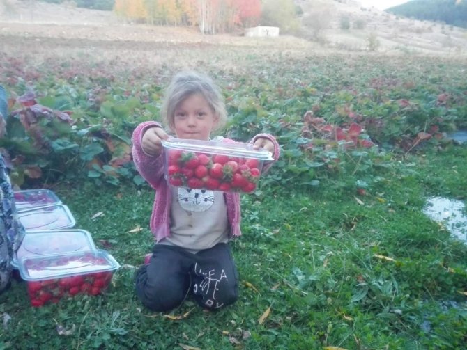 Giresun’da Çilek Üretimi Yüz Güldürdü