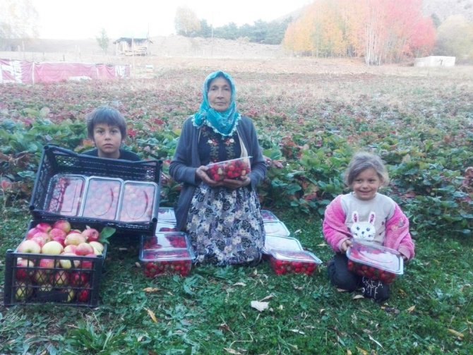 Giresun’da Çilek Üretimi Yüz Güldürdü